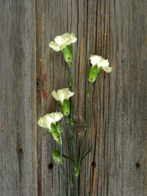 INTERMEZZO CREAM MINI CARNATIONS